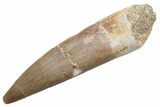 Fossil Plesiosaur (Zarafasaura) Tooth - Morocco #224413-1
